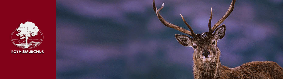 Deer